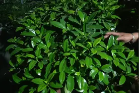 非洲茉莉的种植方法和养殖技巧，想不爆盆都难，绝对开花翻倍!视频封面