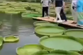 马云来了西双版纳要🔥了！视频封面