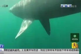 英国：科学家凭借水下机器人，近距离研究姥鲨习性视频封面