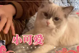 布偶猫的叫声原来是这样的视频封面