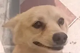 如是因，如是果；陌生狗狗突然抱着我的腿！视频封面