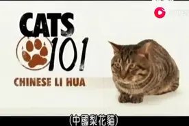 外国人评价中国狸花猫，惊叹是古老的珍宝视频封面