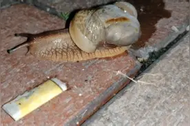 无壳蜗牛能活多久房子被强拆了视频封面