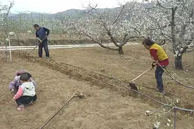 大西北甘肃农村的樱桃花和桃花争奇斗艳在配一首神曲简直太美了视频封面
