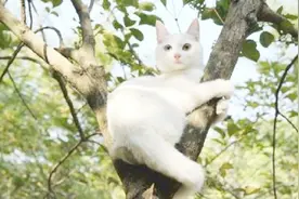 都说猫咪只擅长爬树不擅长下树，这是真的吗？原来大家都有压力视频封面