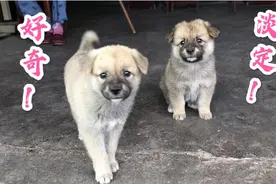 田园犬在农村已然成为伴侣犬，两只小奶狗玩耍，逗的主人哈哈大笑视频封面