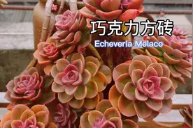 巧克力方砖 咖啡色多肉 如何养护咖啡色更鲜艳，养不好大变样视频封面