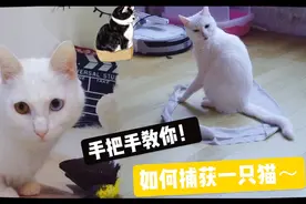 手把手教你如何捕获一只猫！百发百中「激萌奖金」视频封面