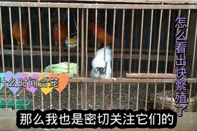 金丝雀公母什么时候合笼最好？哪些现象预示着要产蛋繁殖了？视频封面
