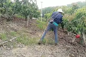 芒果管理中正确使用多效唑达到丰产丰收视频封面
