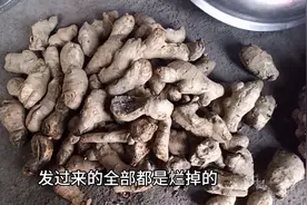 农村妹花几十元在网买的姜，发的货惨不忍睹，网友直呼不能贪便宜视频封面
