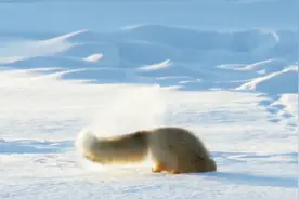 狐狸一头 扎进雪堆里 太可爱了.视频封面
