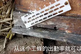 用稻草把蜂箱包起来，保温效果怎么样，看蜜蜂的出勤率就知道视频封面