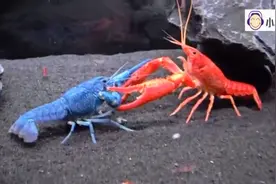 蓝色小龙虾和红色小龙虾的史诗级大战,谁更胜一筹?