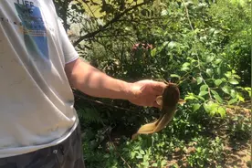 一点红薯叶一点米糠制作的饵料，竟然能钓得上鱼，我是真没想到