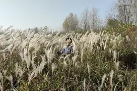 你知道《诗经》中的“蒹葭”什么样子吗？视频封面