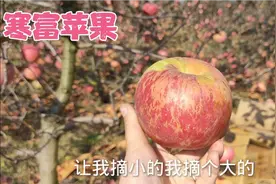 上农家肥，不套袋，不打农药，1.2元一斤的寒富苹果，你吃过吗？视频封面