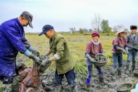 安徽合肥的马蹄果熟了，你见过长在地里的马蹄是什么样子的吗？视频封面