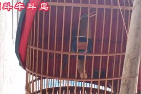 这种逗法画眉鸟很容易叫。视频封面