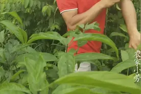 农村小伙被毛毛虫上身，手上又痒又难受，擦了这种草好多了视频封面