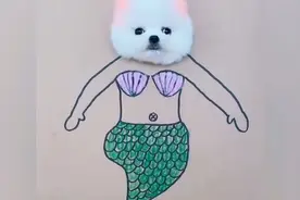 拥有世界上最小的狗狗|可爱搞笑的博美犬视频封面
