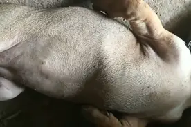 自家的狗狗，来个葛优躺，躺着在那熟睡着，怎么叫都不醒视频封面