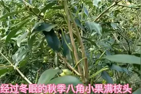 八角树嫁接优良品种，冬眠过的正宗秋季大红八角挂满枝头！迎新春视频封面