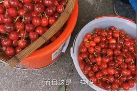 汶川的车厘子太便宜了，买了一斤车厘子和樱桃，这俩有啥区别呢？视频封面