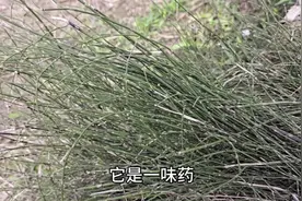 农村不起眼的“节节草”，混身是宝，到底有啥用？一起来了解下。视频封面