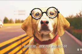 狗的世界是黑白的吗？一组镜头呈现狗狗的视觉效果，我们被惊到了视频封面