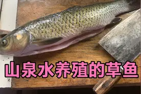 大年三十，在网上学做一道无刺草鱼，做法简单比豆腐还好吃！视频封面