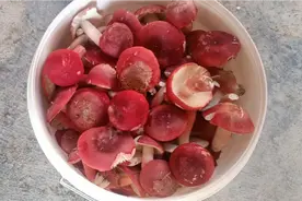 广西十万大山野生红椎菌，个头很大很鲜红，看起来太漂亮了视频封面