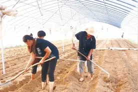 甜瓜起垄种植=高产？种瓜高手手把手教你起垄铺喷灌，农民有福了视频封面