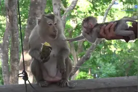 孤儿小猴子很依赖大妈——它很害怕真正的猴子！视频封面