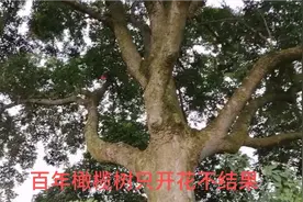 百年树龄的橄榄树，为何每年都只开花不结果呢？大家知道啥原因吗视频封面