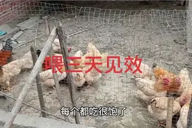 养鸡厌食，肠道不消化，买一样东西喂很有用的，你们可以试下。视频封面