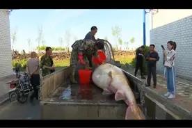 渔民捕捞一条巨大的体型怪鱼，重达1000多斤，当地部门以20万买走视频封面