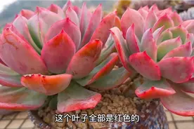 分享一款容易度夏，颜值高的多肉：绮罗，非常建议新手养视频封面