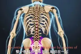 高清3D人体脊椎详解视频封面