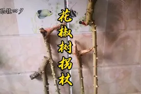 据说北方一些城市，老人过寿的礼物莫过于花椒木龙头拐杖，对吗？视频封面