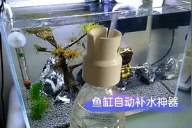 夏天鱼缸蒸发快，一个小装置解决，简单实用视频封面