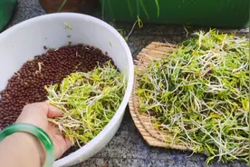 阳台种菜：用石头模拟土壤环境，种空心菜，收一盆视频封面