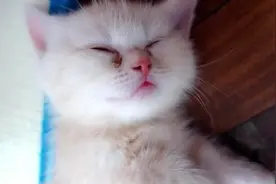 12只戏精猫与1个铲屎官，斗智斗勇日常，短腿小奶猫睡着了还在笑视频封面
