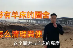 羊舍带有羊床 怎么清理粪便 养羊朋友可根据自己场地设计视频封面