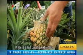 三水南山镇凤梨成熟 丰收季节“满地黄金”视频封面