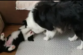 狗妈不停的在咬小狗，其实是狗妈训练小狗的一种方式👍视频封面