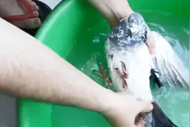 为何杀鸽子要用水直接淹死，而不能像鸡鸭那样处理？看完真是开眼视频封面