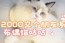 海豹双色布偶猫咕咕视频封面