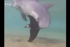【喵的科普：海豚生宝宝全过程】

雌性海豚一般要怀孕11个月才会视频封面