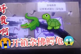 花了一千元买了一只小鳄龟，不知道值不值，拆开一看，赚了视频封面
